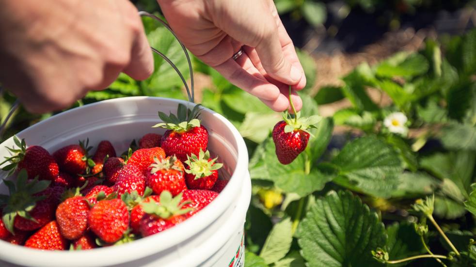 Picking strawberries